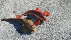 カジカの釣果