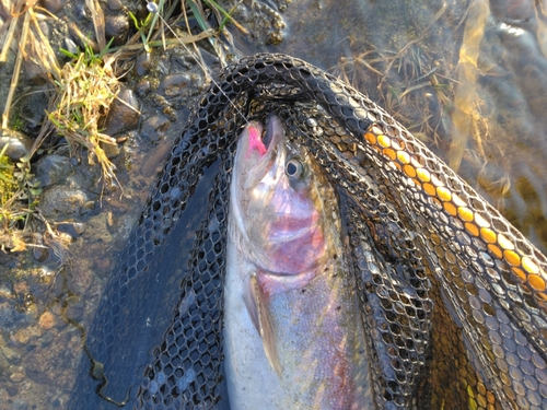 北海道で釣れたレインボートラウトの釣り・釣果情報 北海道で釣れたレインボートラウトの釣り・釣果情報