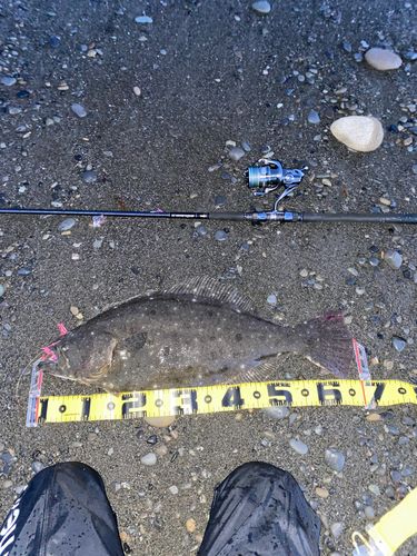 ヒラメの釣果