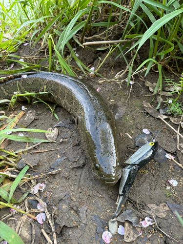 ライギョの釣果