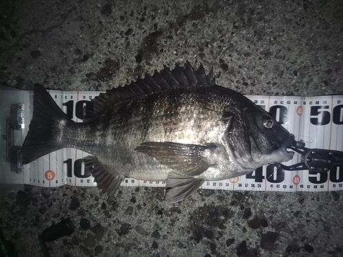 クロダイの釣果