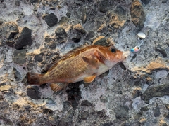 エゾメバルの釣果