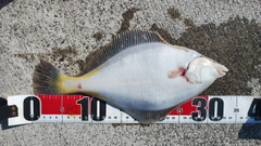 マガレイの釣果