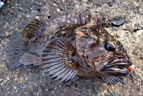 ムラソイの釣果