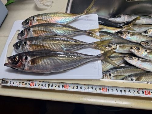 アジの釣果