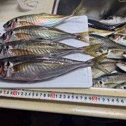 アジ