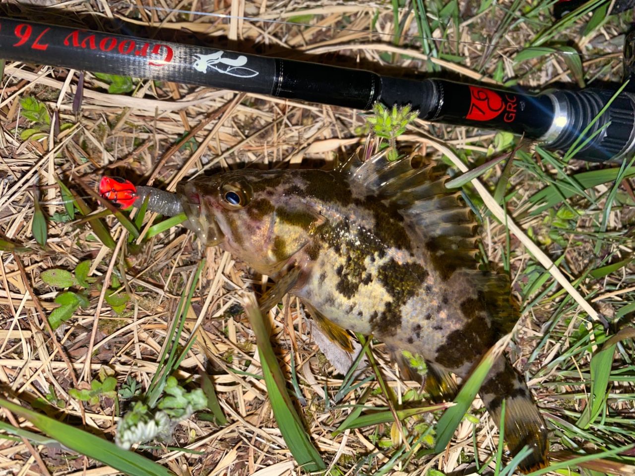 タケノコメバル