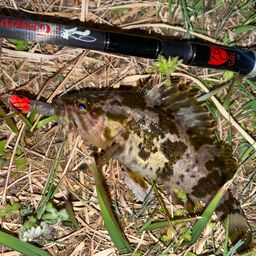 タケノコメバル