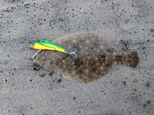 ヒラメの釣果