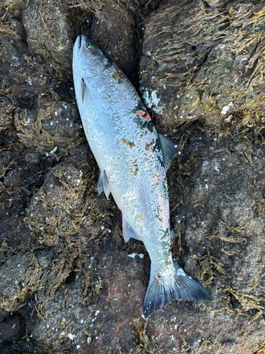 サクラマスの釣果