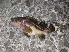 シマソイの釣果
