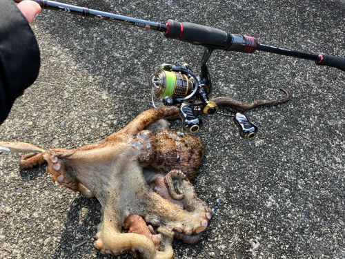 タコの釣果