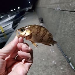 メバル
