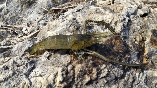 テナガエビの釣果