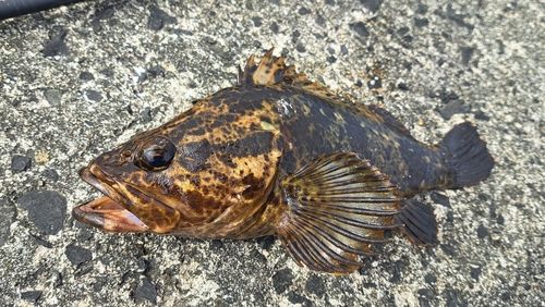 タケノコメバルの釣果