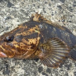 タケノコメバル