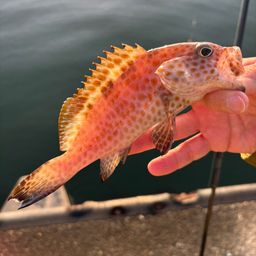 オオモンハタ