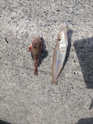 キスの釣果