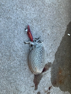 コウイカの釣果