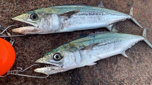 サゴシの釣果