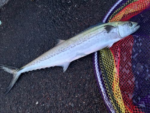 サゴシの釣果