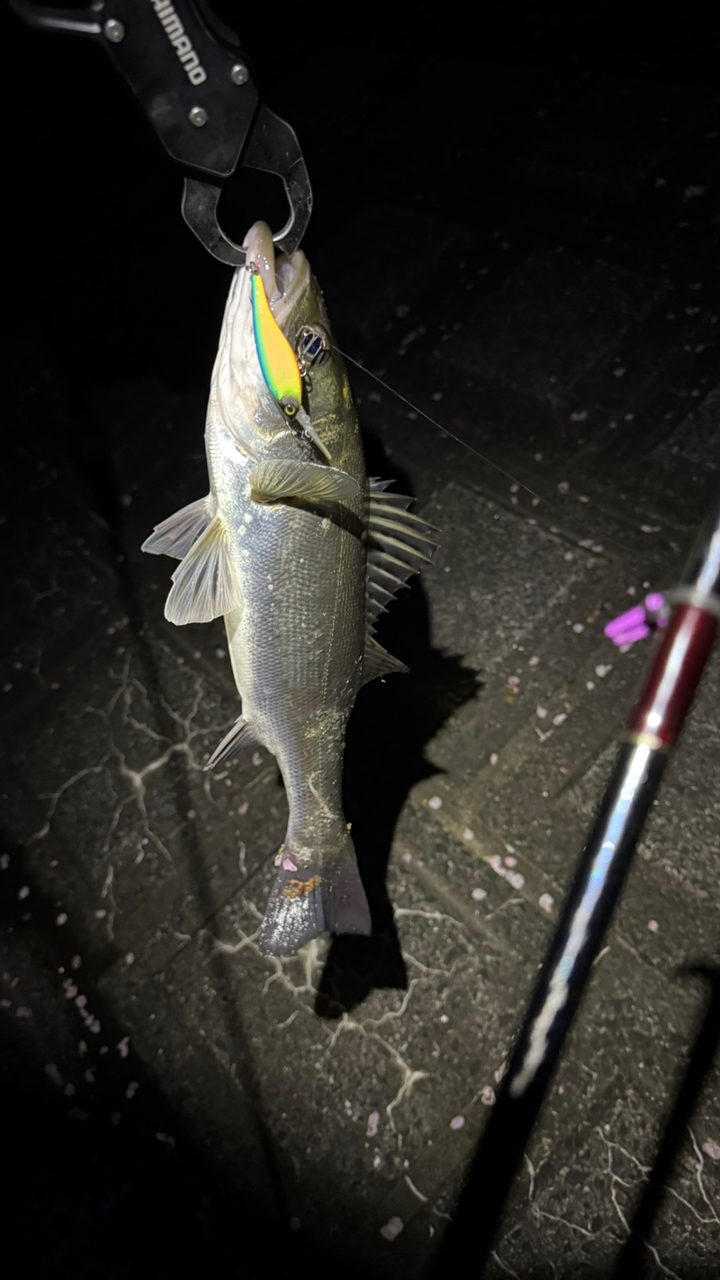 SHIMANO 18ワールドシャウラ 2701FF-2の最安値・インプレ・釣果