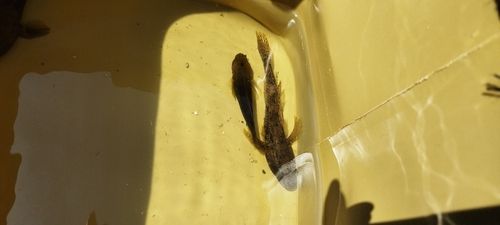 ハゼの釣果