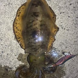 アオリイカ