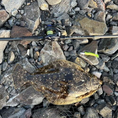 ヒラメの釣果