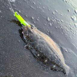ソゲ