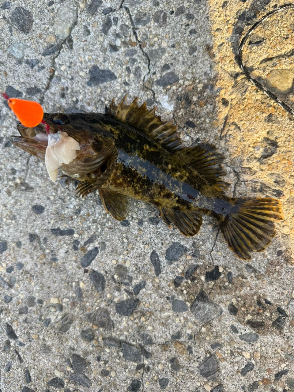 タケノコメバル