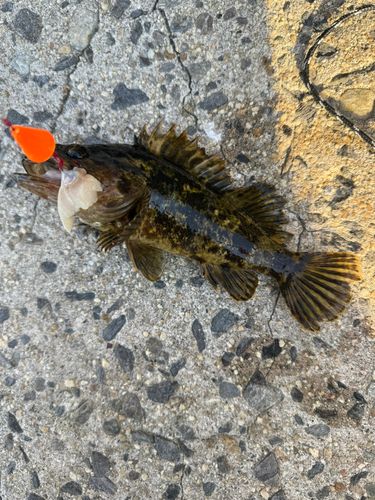 タケノコメバルの釣果