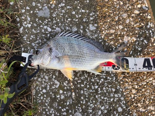 キビレの釣果