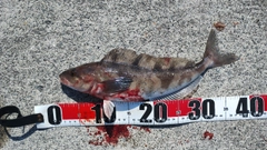 ホッケの釣果