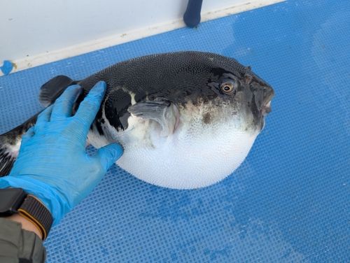 トラフグの釣果