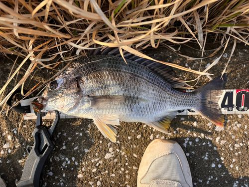 キビレの釣果