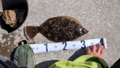 マコガレイの釣果