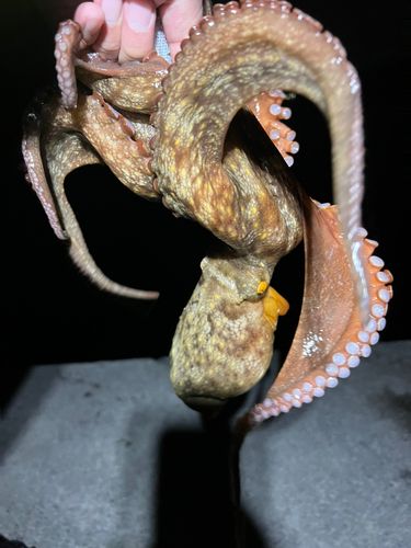 タコの釣果