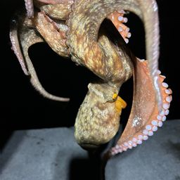 タコ