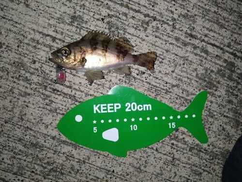 メバルの釣果