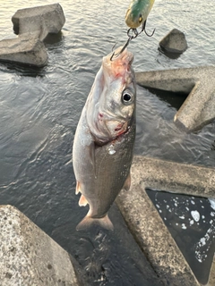 ウグイの釣果