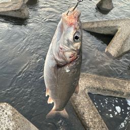 ウグイ
