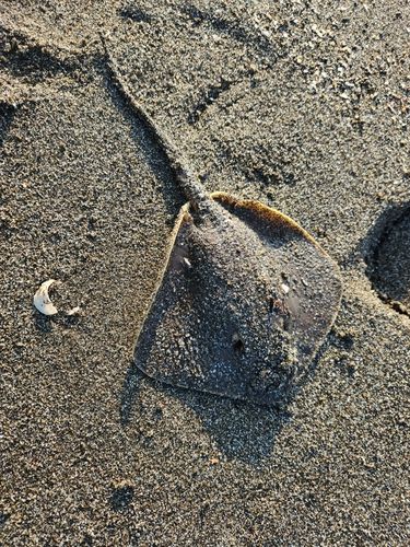 アカエイの釣果