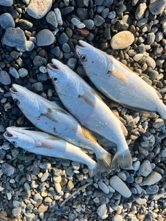 ニベの釣果