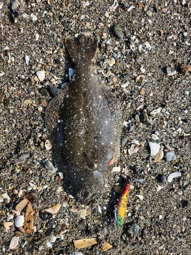 ソゲの釣果
