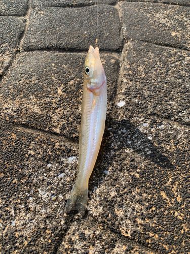 キスの釣果