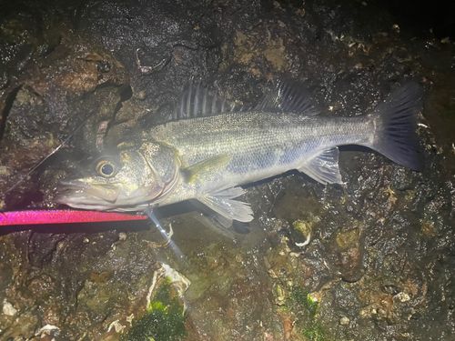 セイゴ（マルスズキ）の釣果