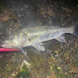 セイゴ（マルスズキ）