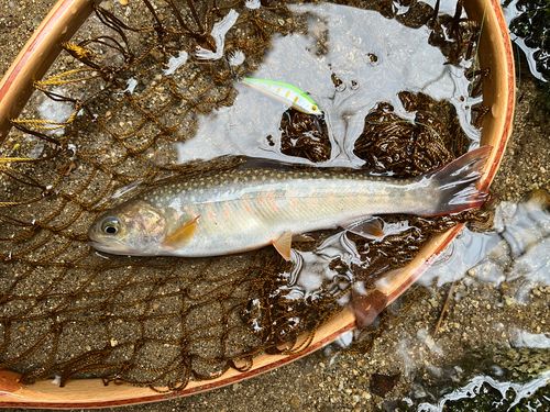 イワナの釣果