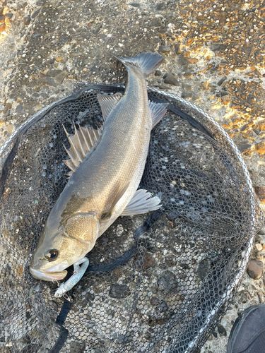 フッコ（マルスズキ）の釣果